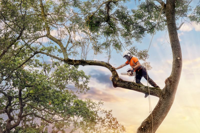 Arborist Tree Service in Reno, NV