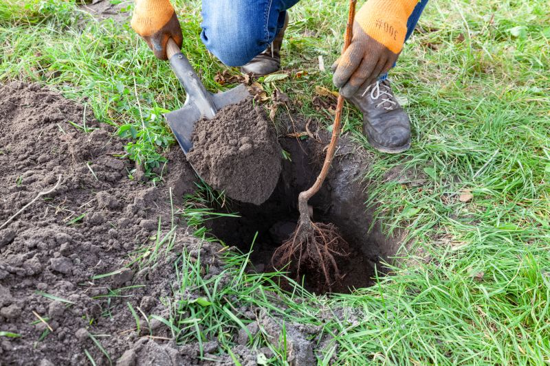 Dogwood Tree Planting in Honolulu, HI
