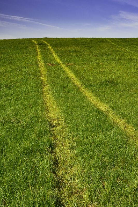 Grass Patching in Honolulu, HI
