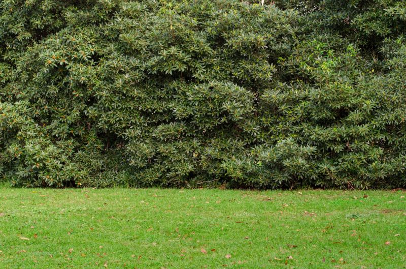 Hedge Landscaping in Honolulu, HI