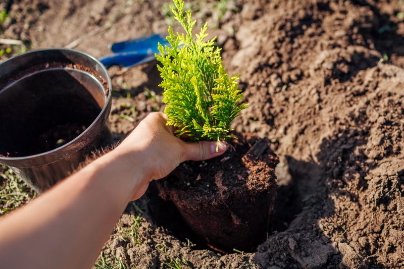 Maple Tree Planting in Honolulu, HI