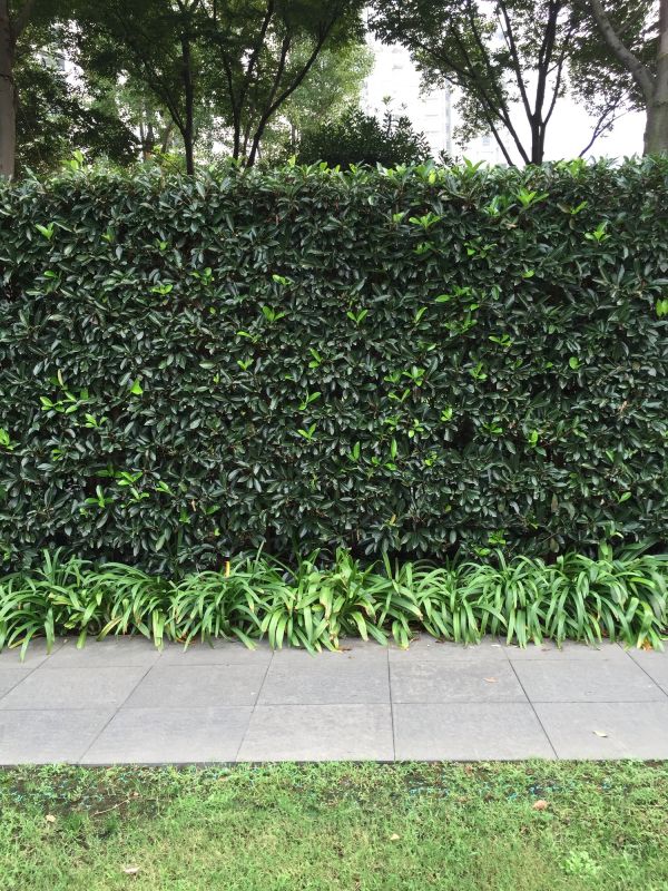 Shrub Installation in Ventura County, CA