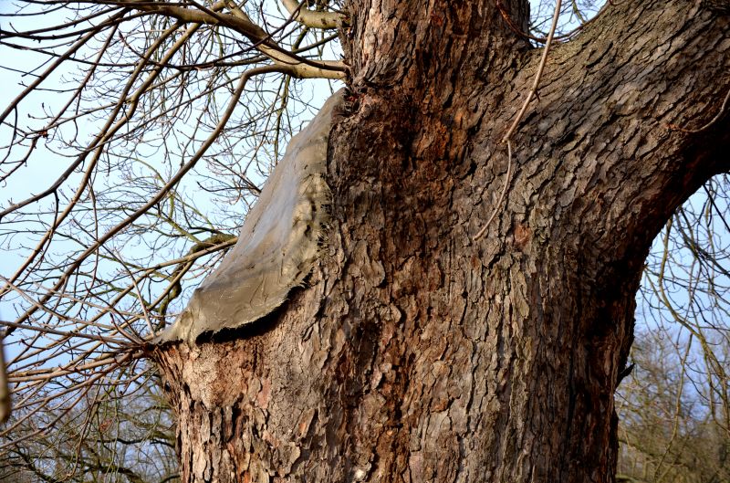 Tree Cabling Service in Reno, NV