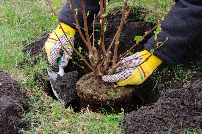 Bush Planting Service in Honolulu, HI